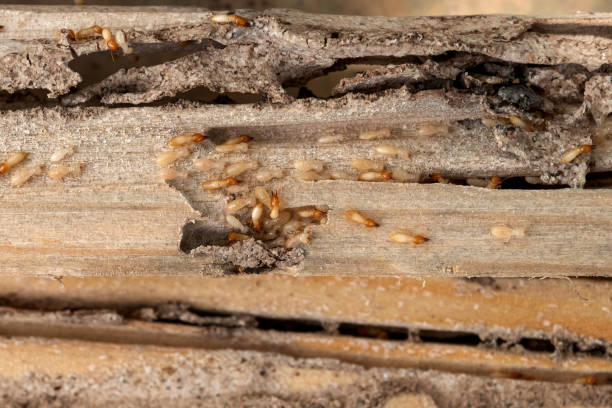 Best Affordable Pest Control Services  in Sarcoxie, MO